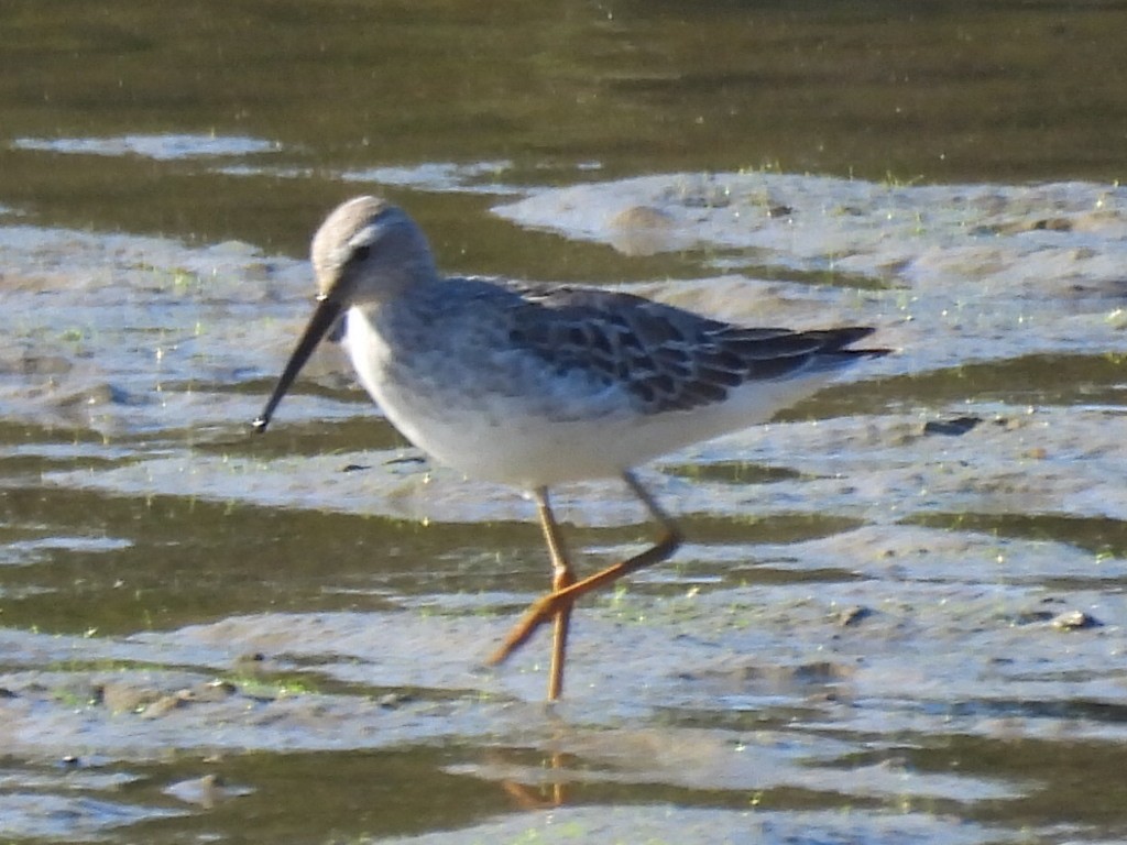 Stilt Sandpiper - ML643038467