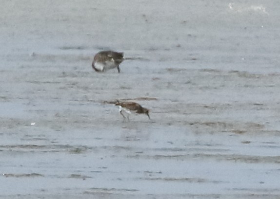 ub. vader (Charadriiformes sp.) - ML643038471