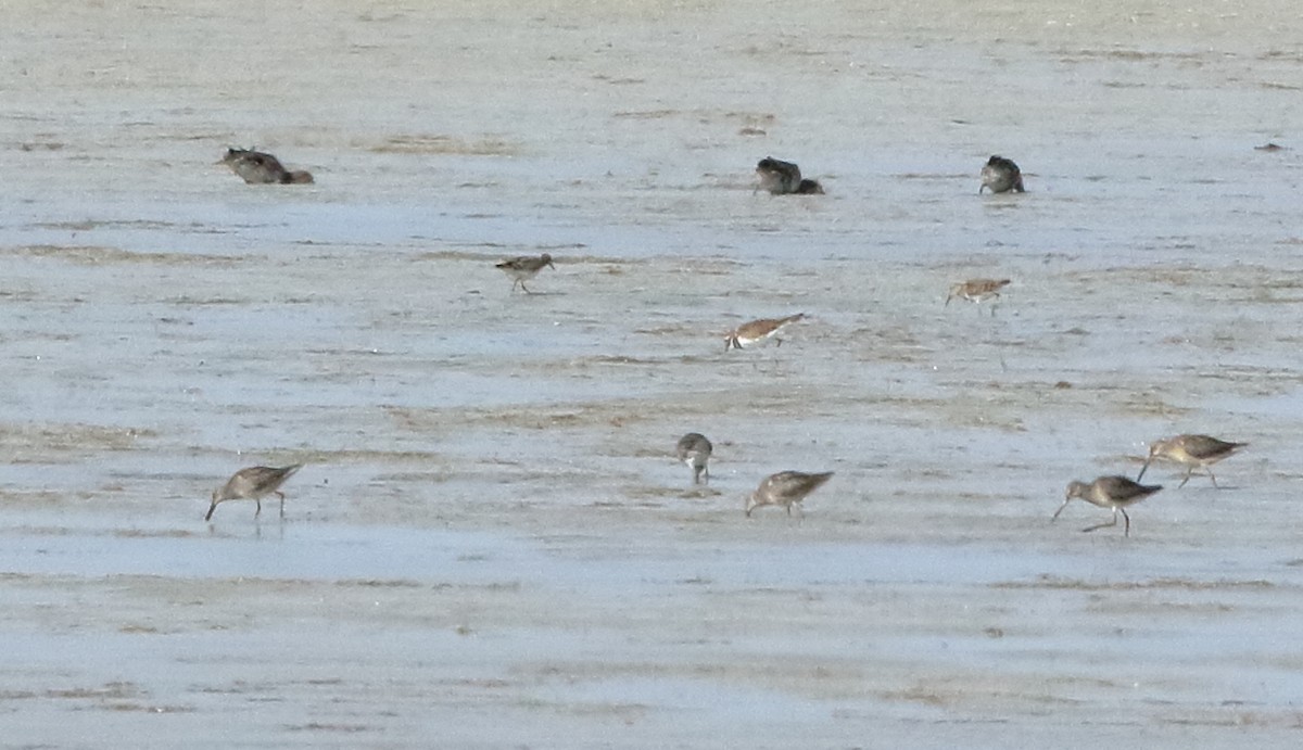 ub. vader (Charadriiformes sp.) - ML643038472