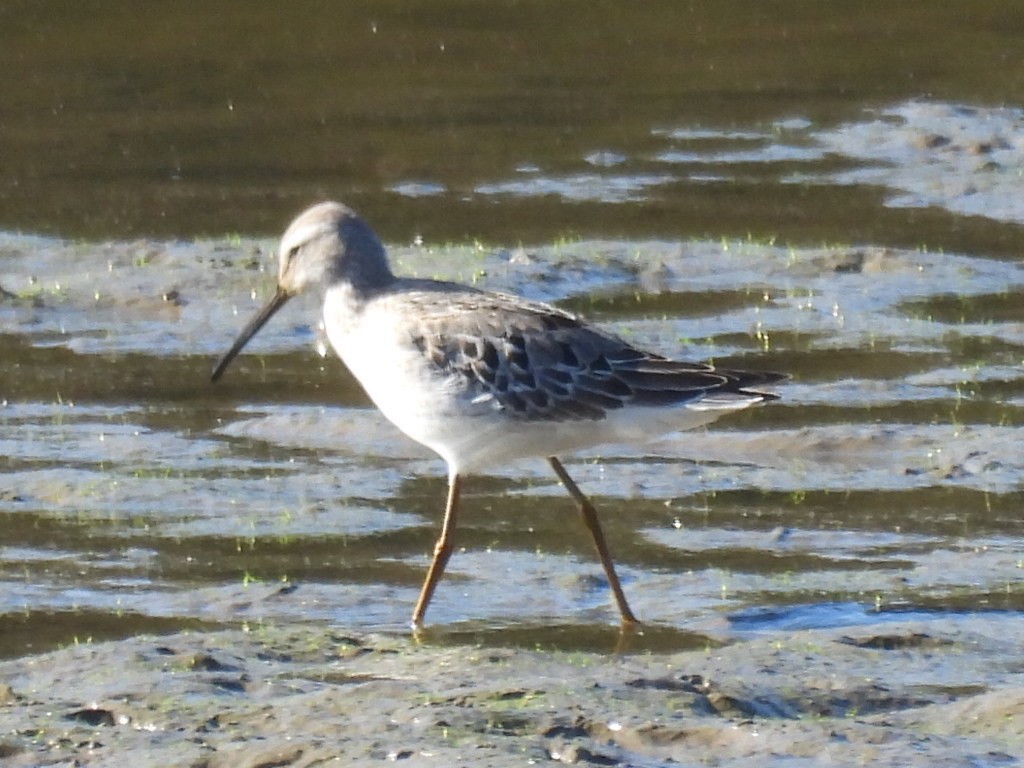 Stilt Sandpiper - ML643038473
