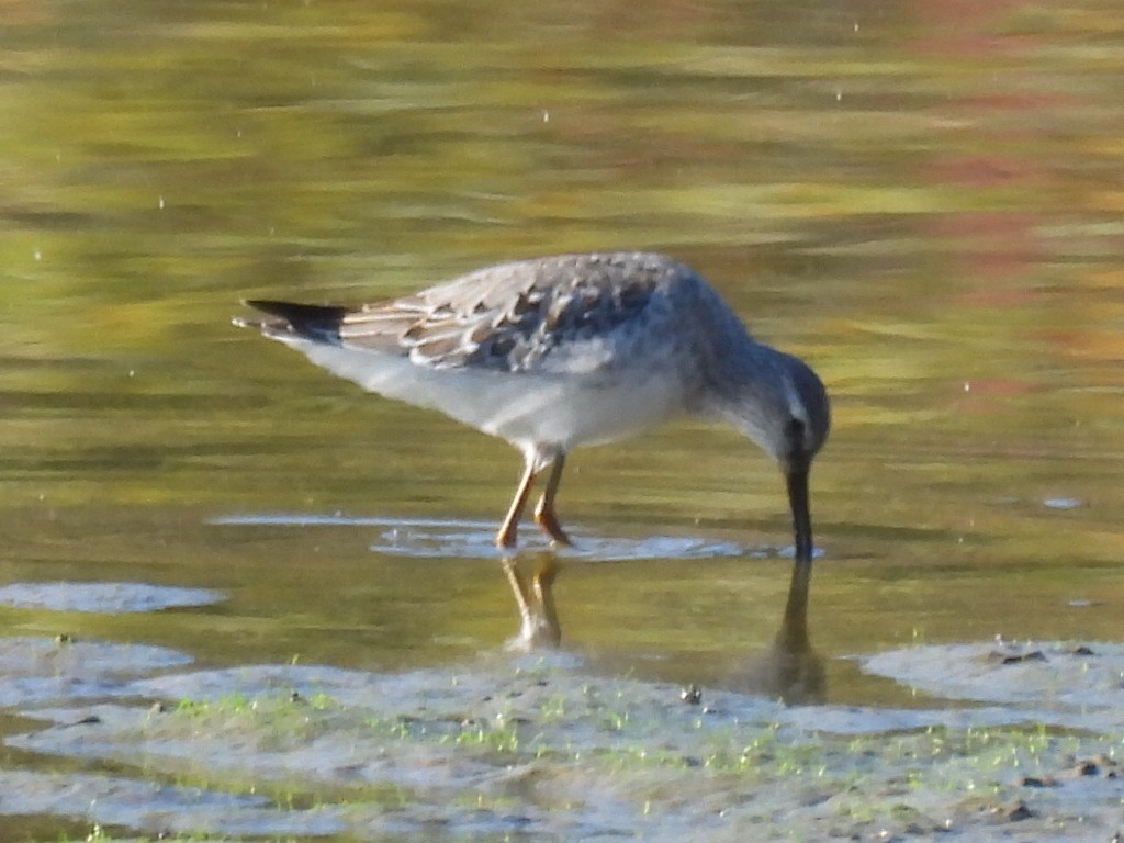 Stilt Sandpiper - ML643038491