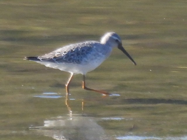 Stilt Sandpiper - ML643038507