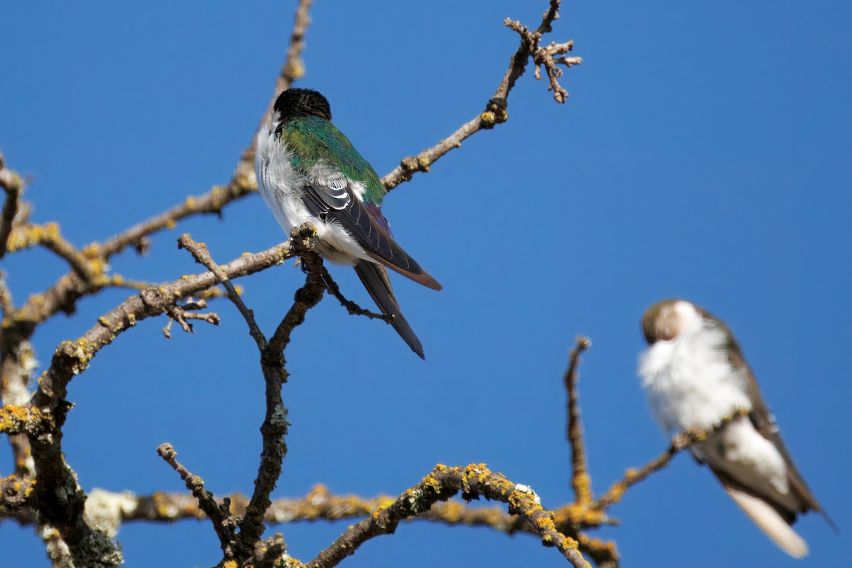 Violet-green Swallow - ML643038522