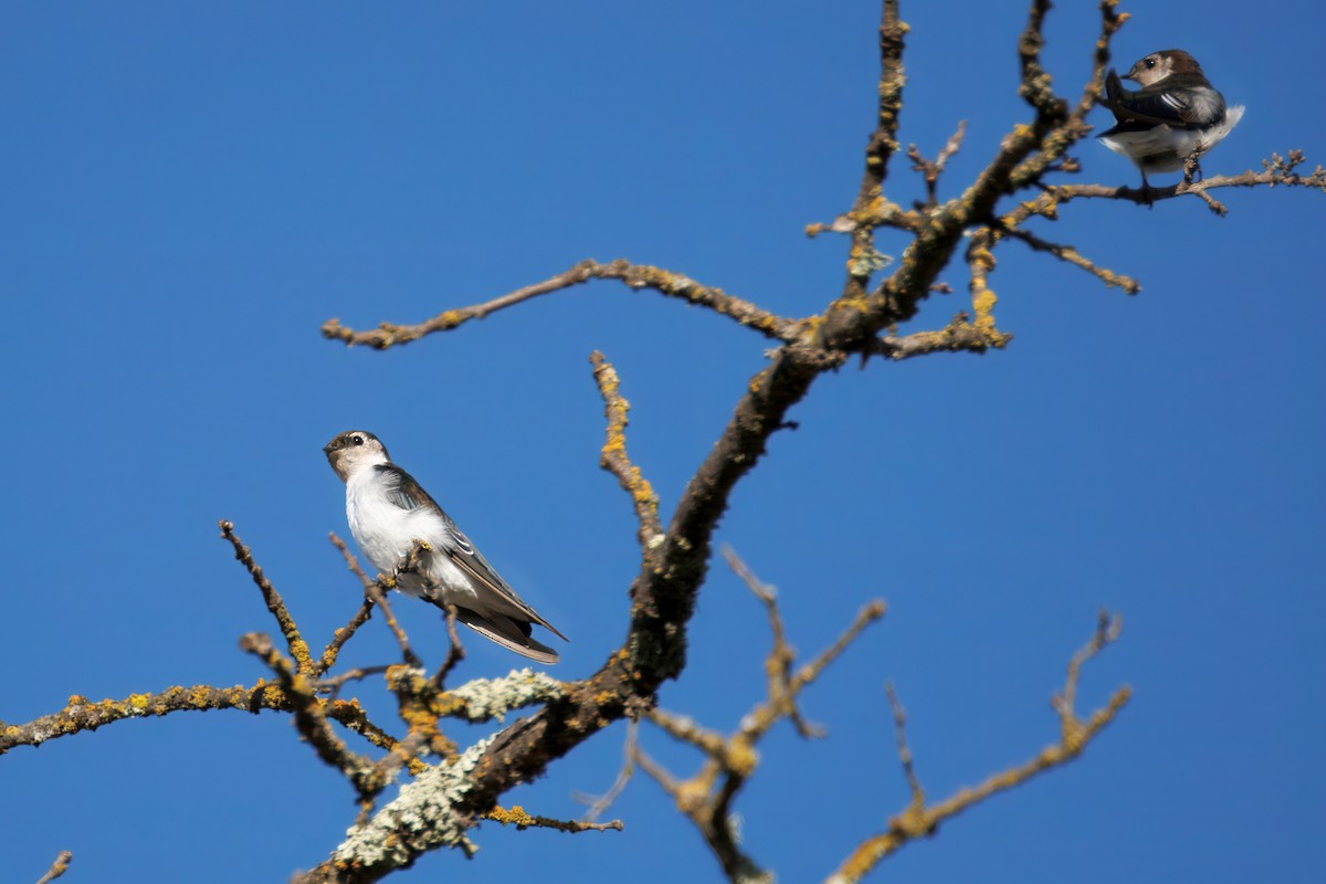 Violet-green Swallow - ML643038523