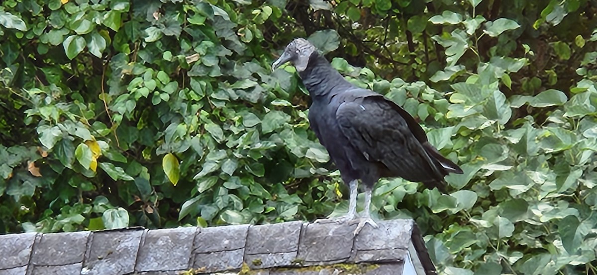 Black Vulture - ML643038536