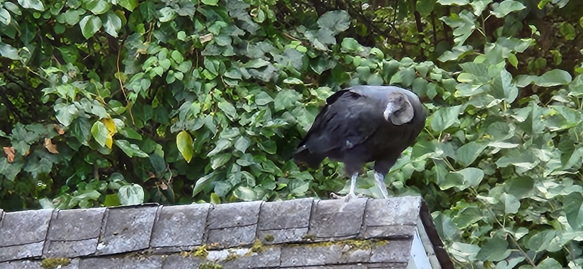 Black Vulture - ML643038558