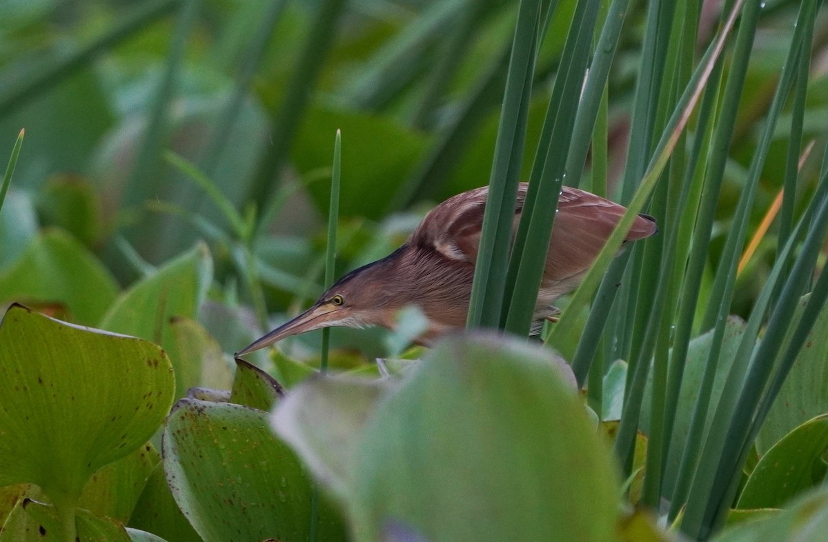 Yellow Bittern - ML643038576