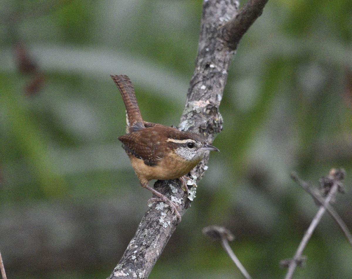 Carolina Wren - ML643038581
