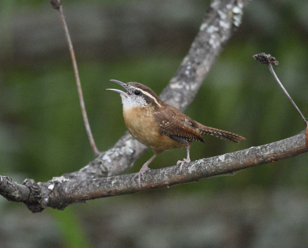 Carolina Wren - ML643038583