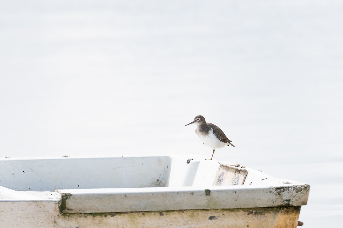 Spotted Sandpiper - ML643038609