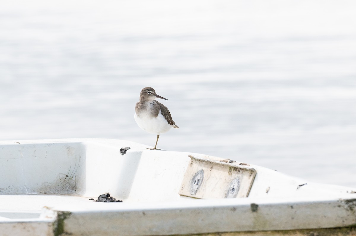 Spotted Sandpiper - ML643038610