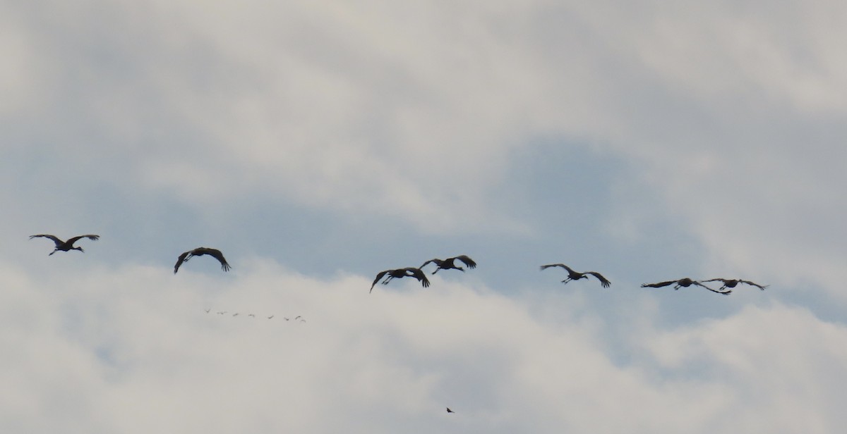 Sandhill Crane - ML643038621