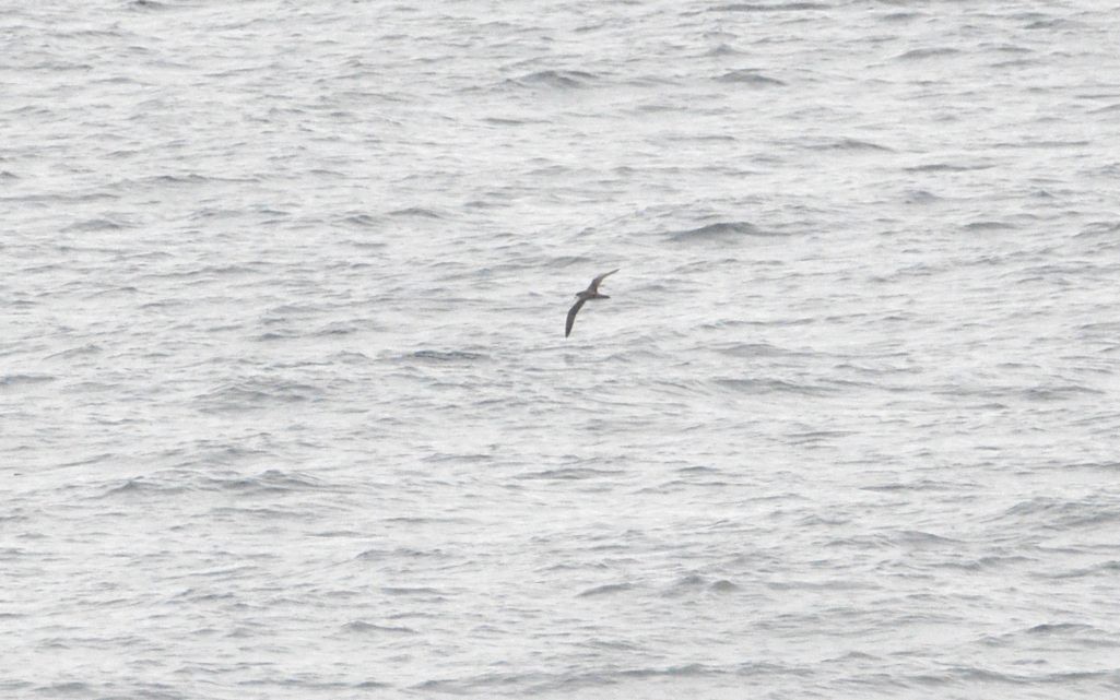 Hawaiian Petrel - ML643038626