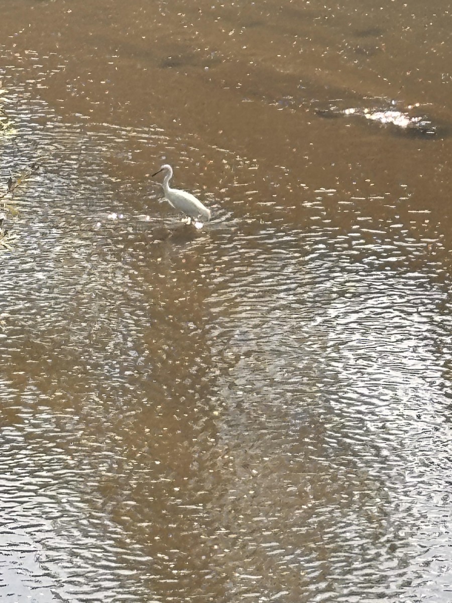 Küçük Ak Balıkçıl - ML643038632