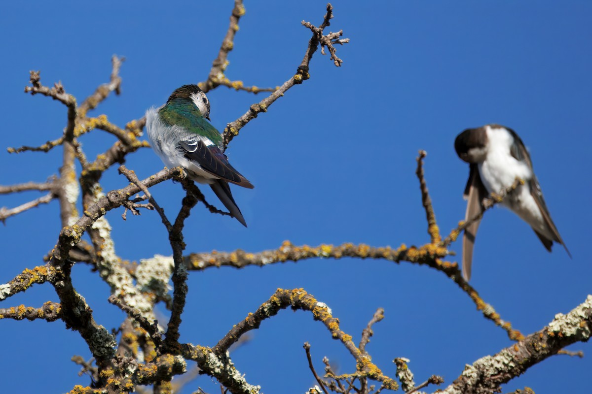 Violet-green Swallow - ML643038634