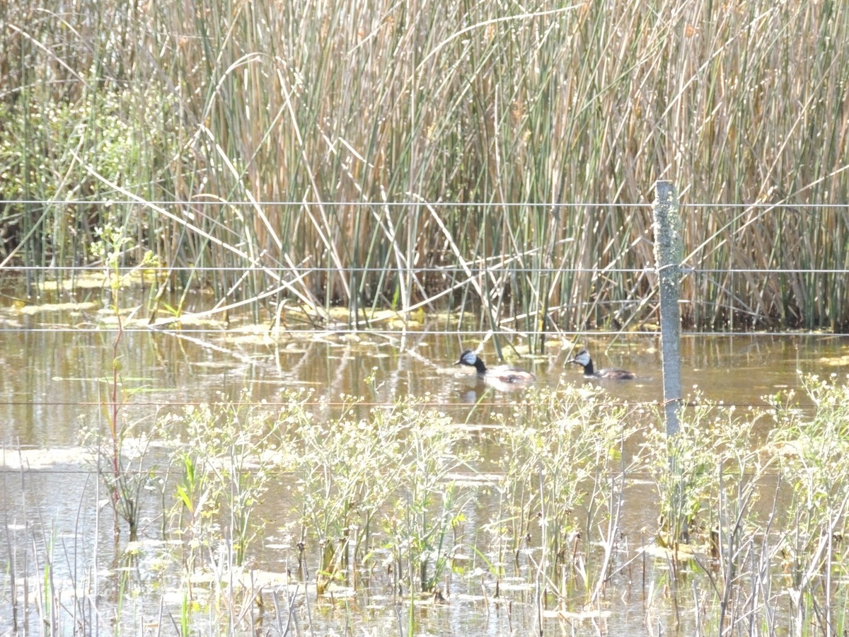 White-tufted Grebe - ML643038639
