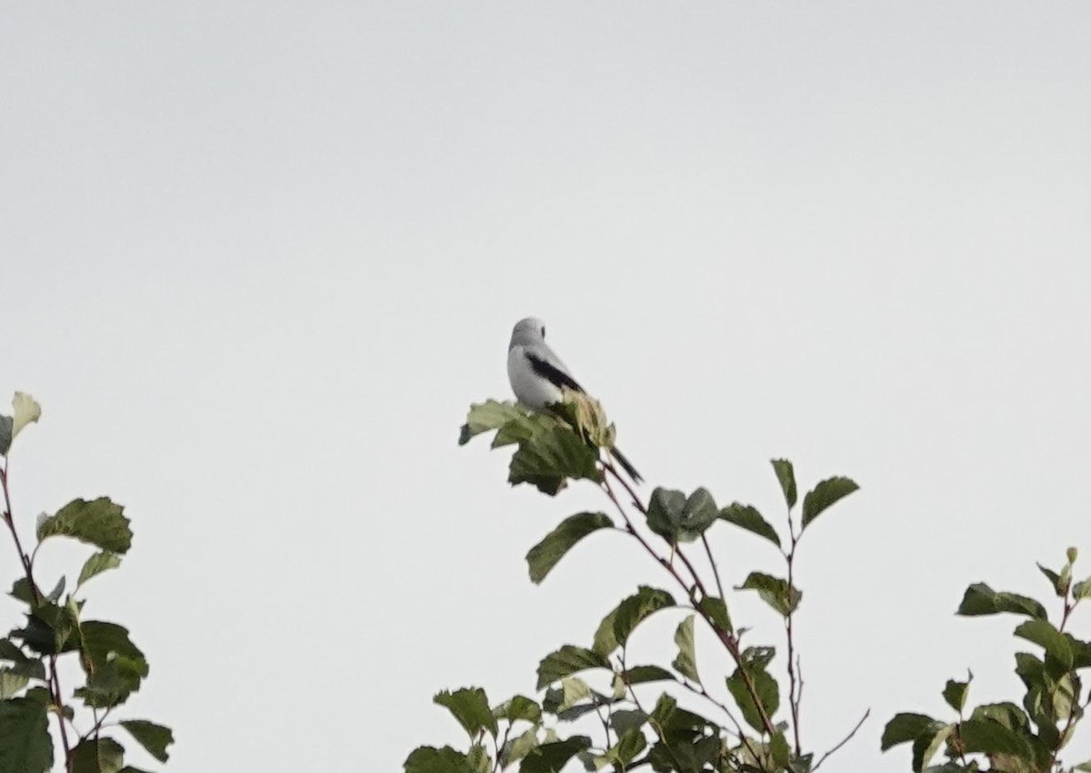 Great Gray Shrike - ML643038642