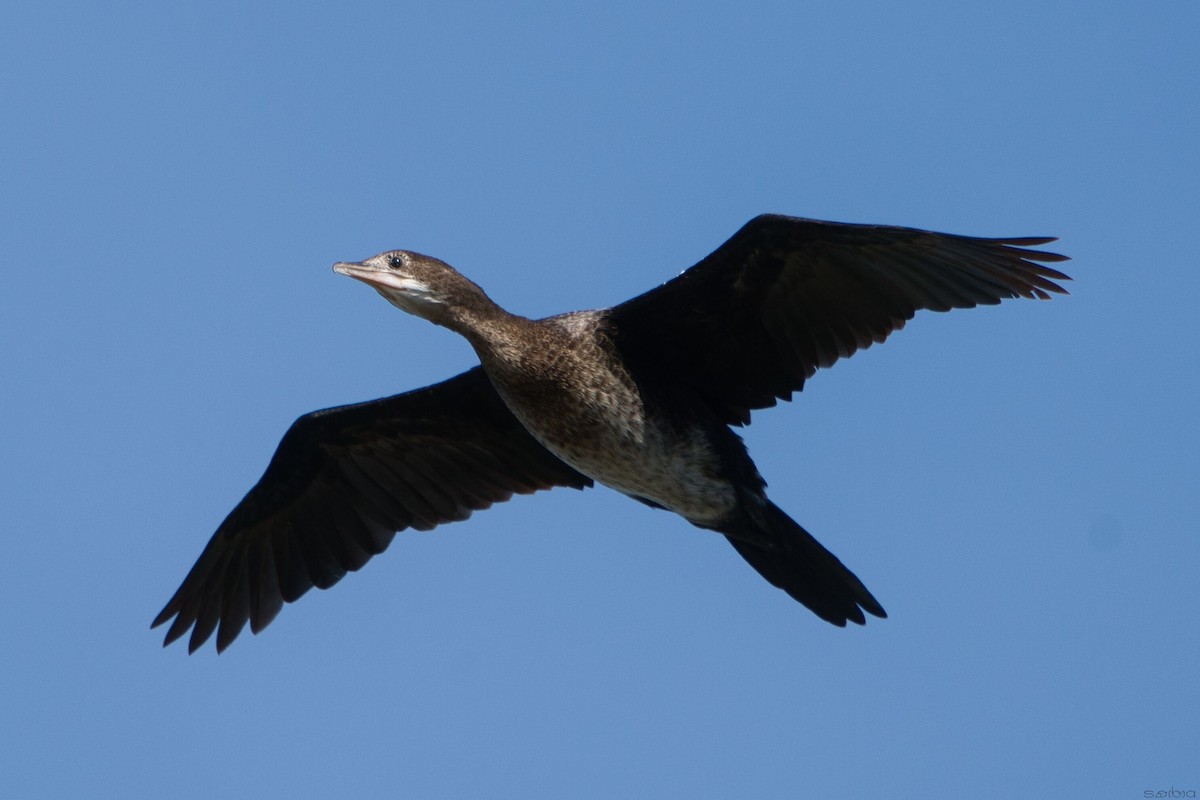 Pygmy Cormorant - ML643038644