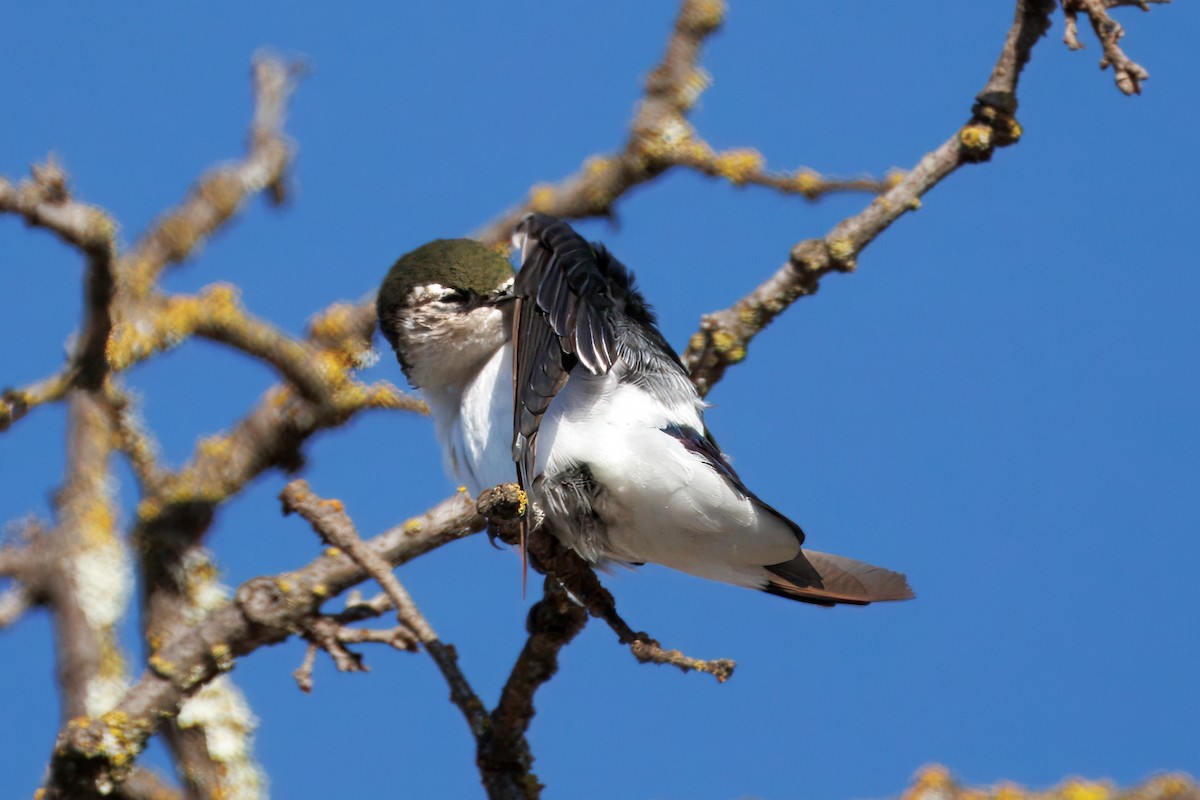 Violet-green Swallow - ML643038646