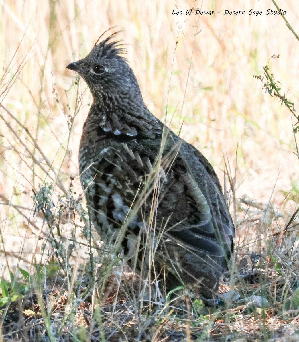Ruffed Grouse - ML643038653