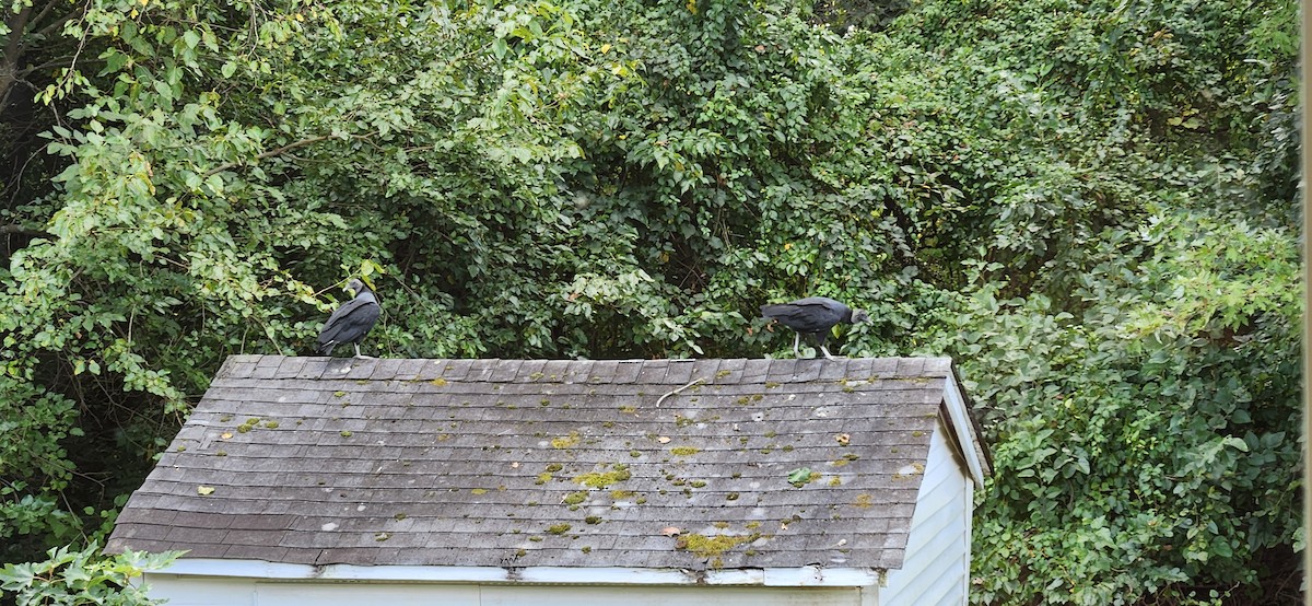 Black Vulture - ML643038666