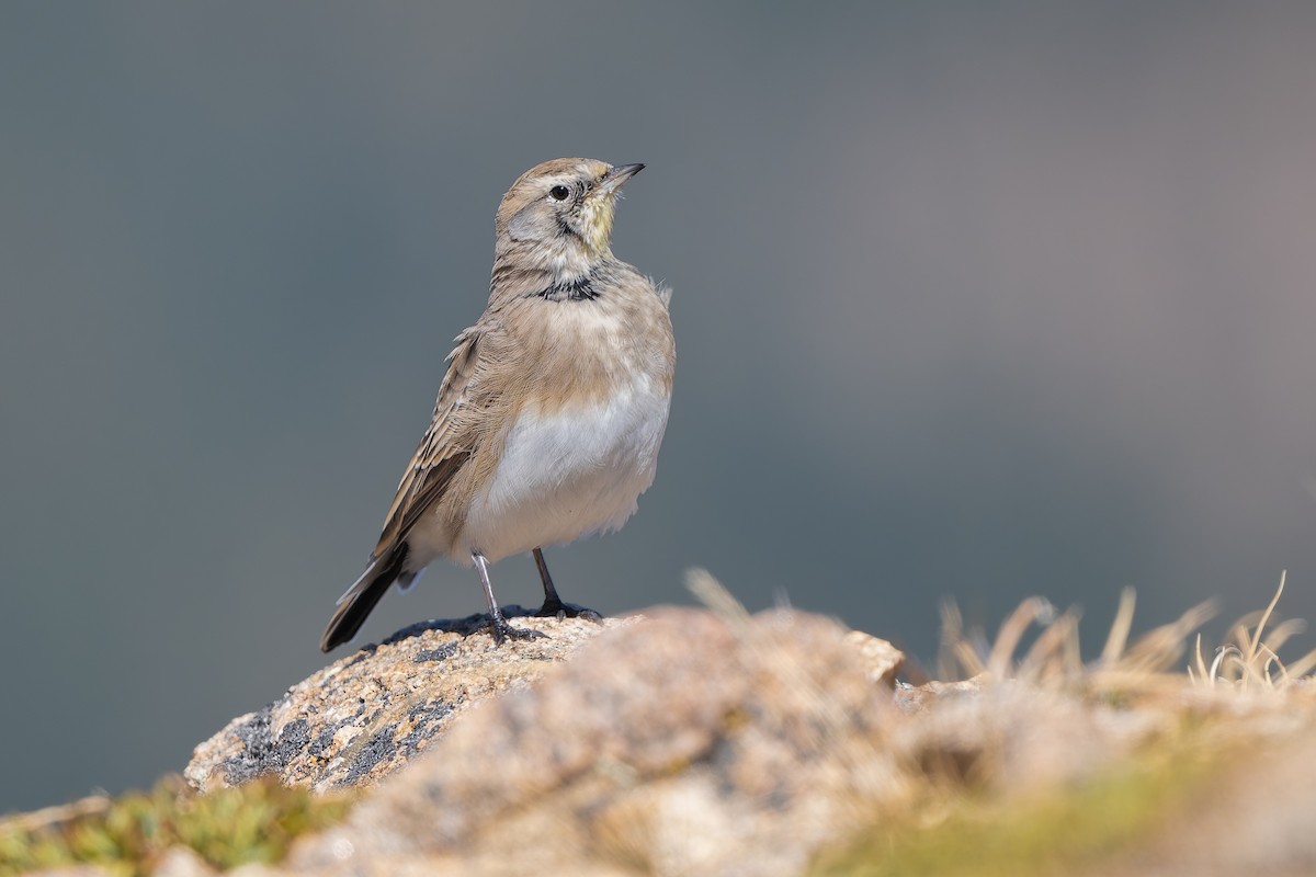 Horned Lark - ML643038674