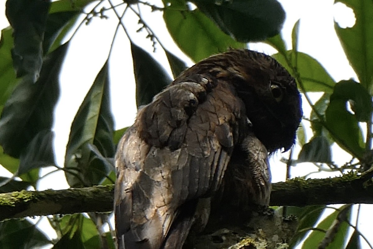 Common Potoo - ML643038678