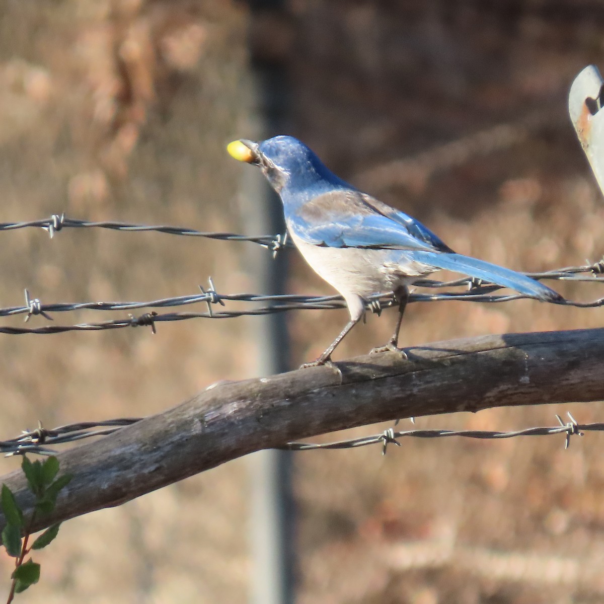 California Scrub-Jay - ML643038700