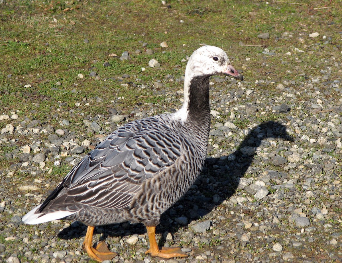 Emperor Goose - ML643038701