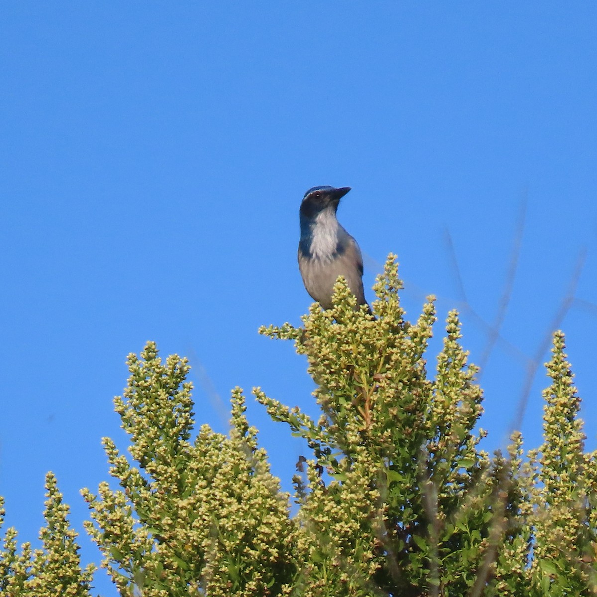California Scrub-Jay - ML643038703