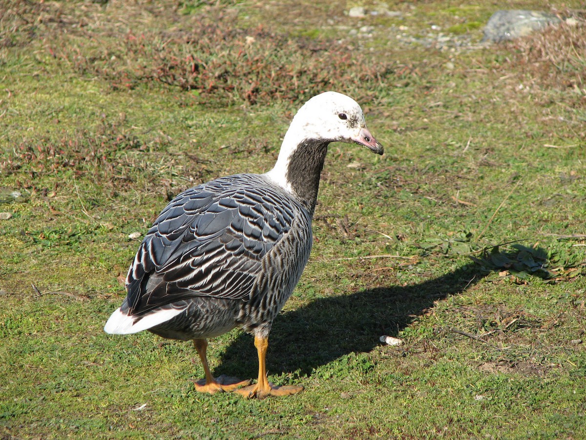 Emperor Goose - ML643038704