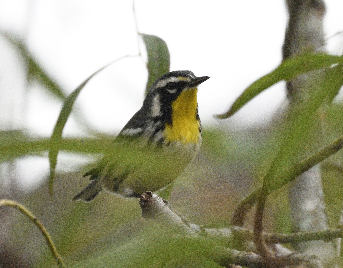 Yellow-throated Warbler - ML643038705