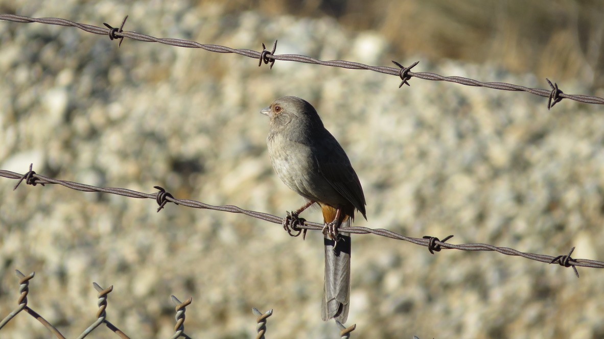 California Towhee - ML643038729