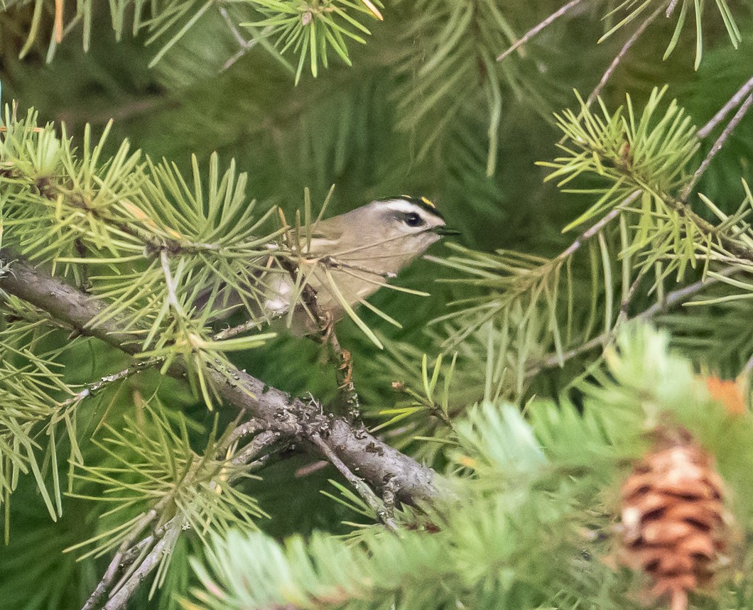 Golden-crowned Kinglet - ML643038734