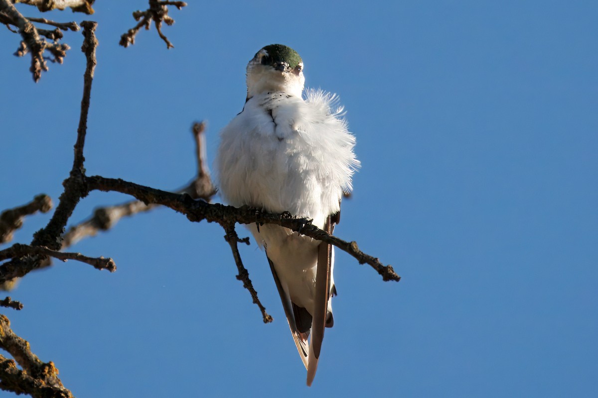 Violet-green Swallow - ML643038740
