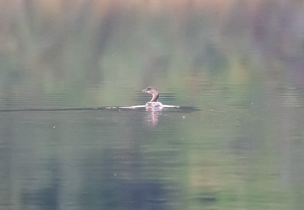 Pied-billed Grebe - ML643038741