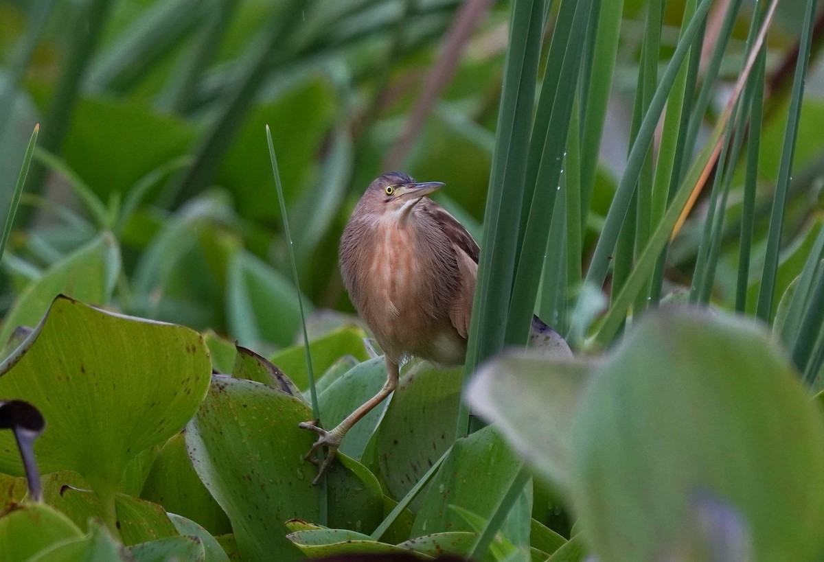 Yellow Bittern - ML643038763