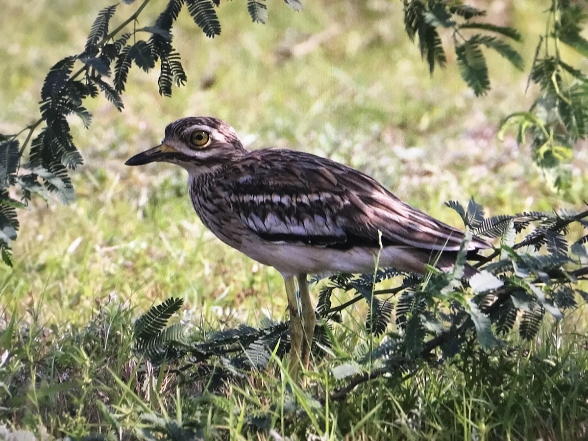 Indian Thick-knee - ML643038841