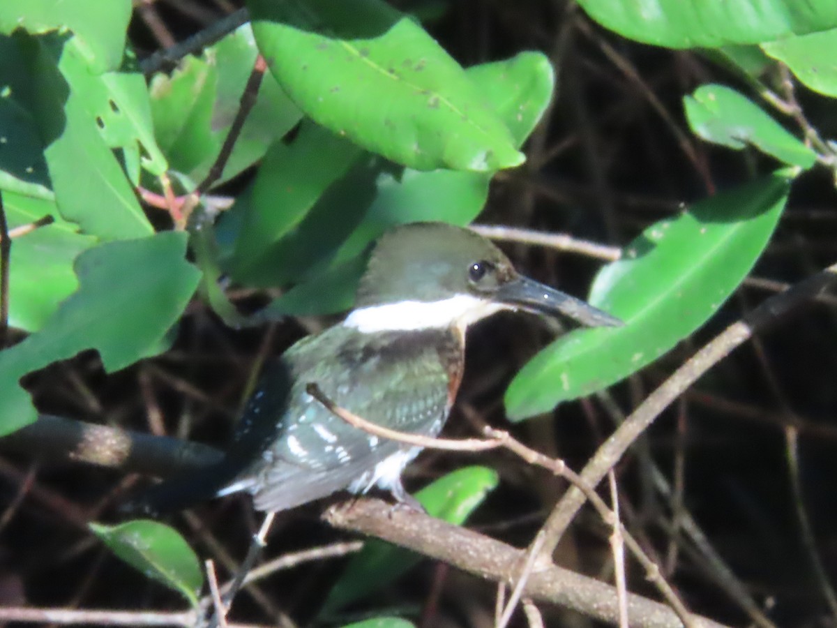 Martin-pêcheur vert - ML643038850