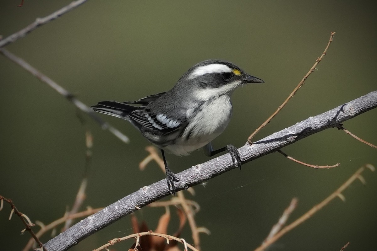 Black-throated Gray Warbler - ML643038864