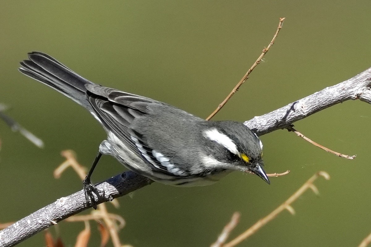 Black-throated Gray Warbler - ML643038865