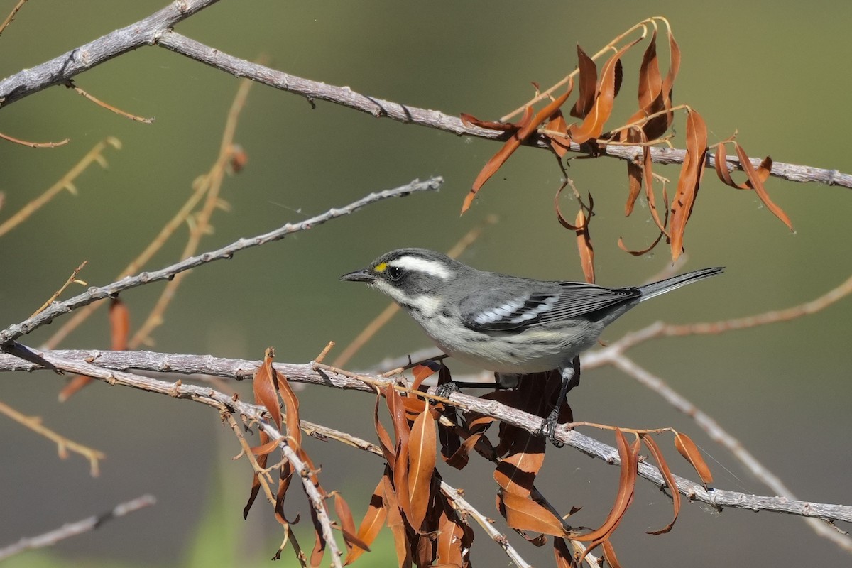 Black-throated Gray Warbler - ML643038866