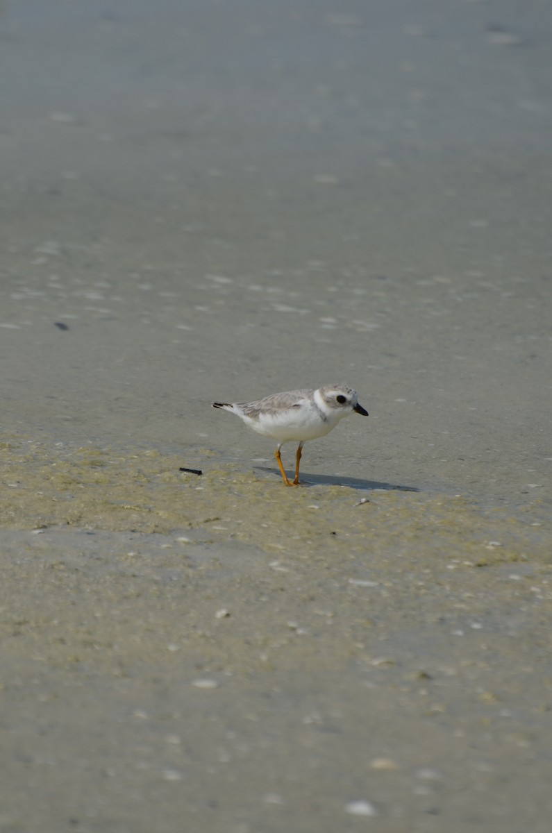 Piping Plover - ML643038896