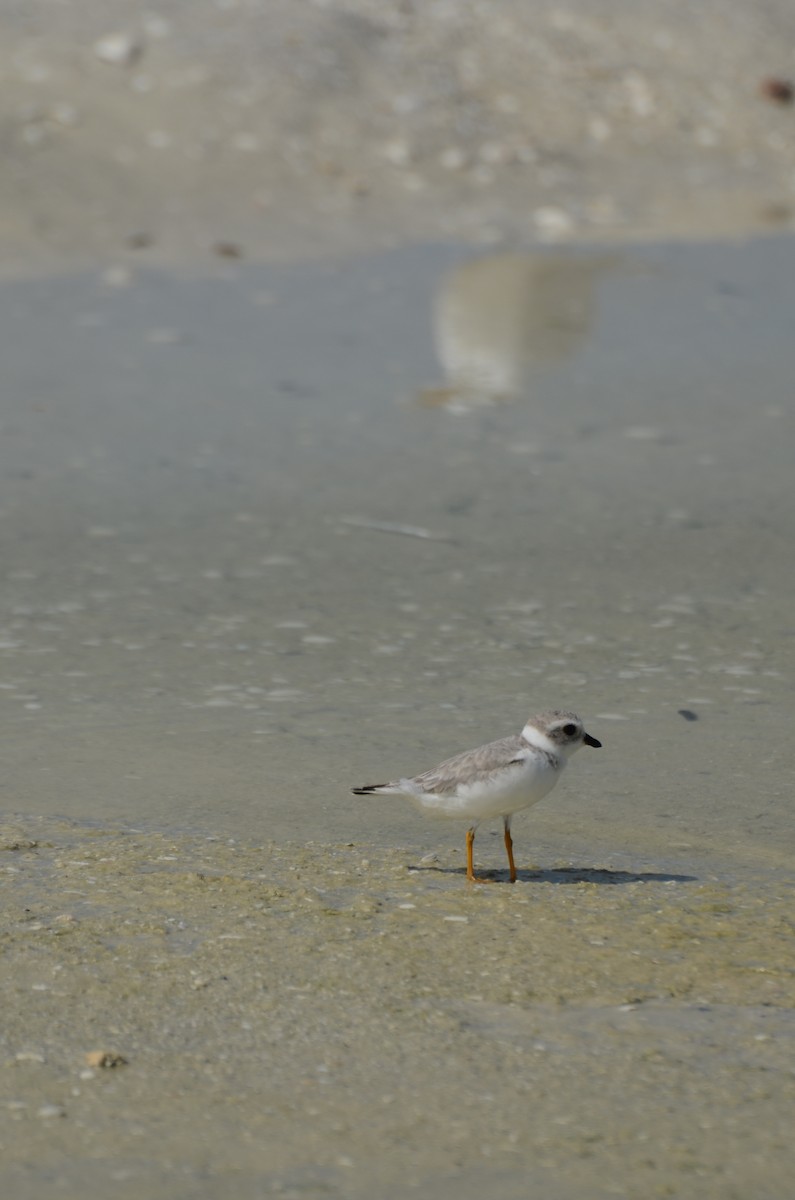Piping Plover - ML643038901