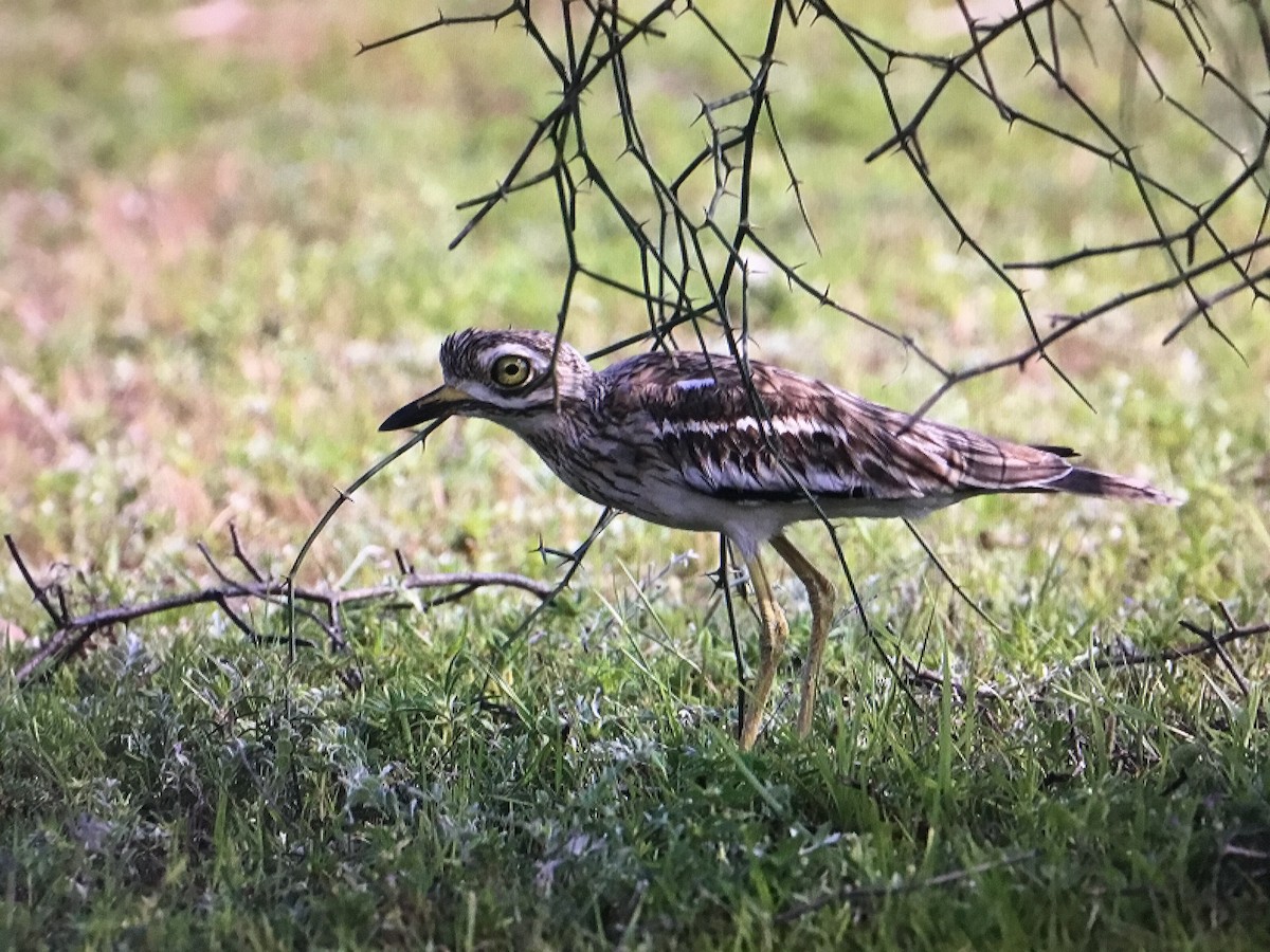 Indian Thick-knee - ML643038911