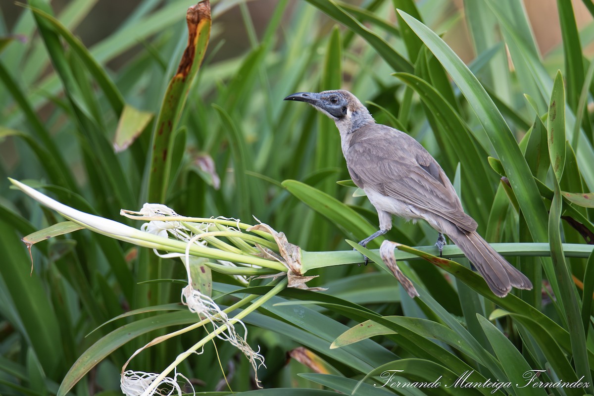 Little Friarbird - ML643038958