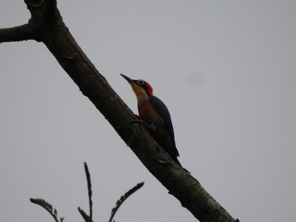 Yellow-fronted Woodpecker - ML643038961