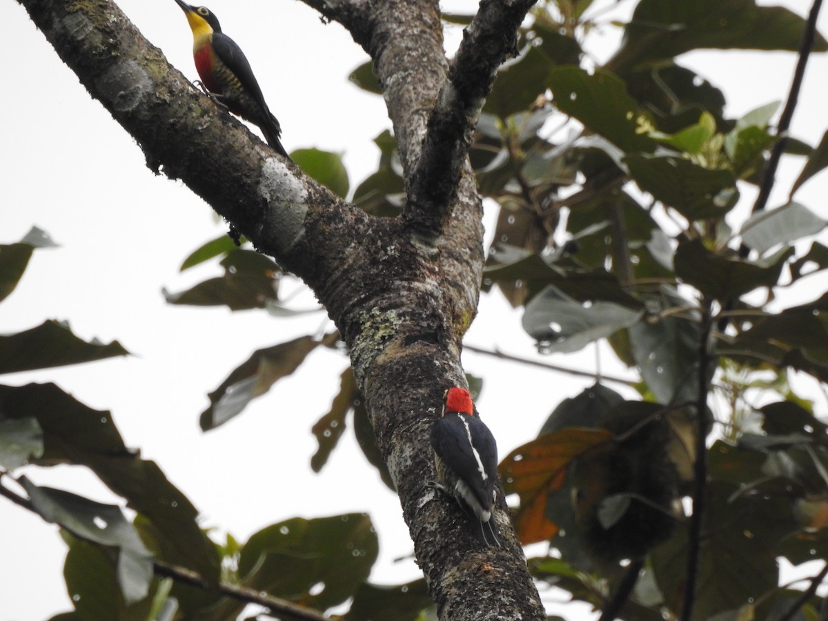 Yellow-fronted Woodpecker - ML643038962