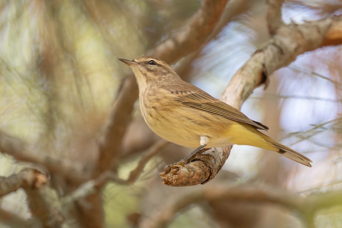 Palm Warbler - ML643038977