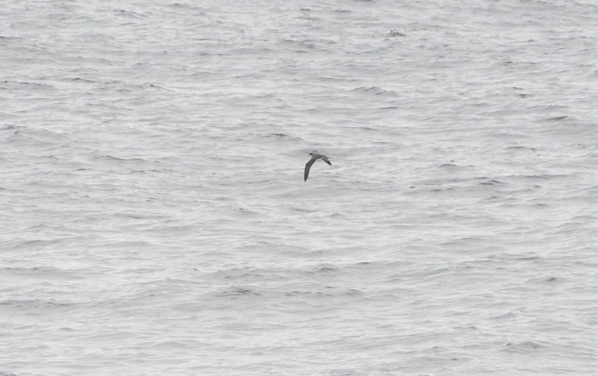 Hawaiian Petrel - ML643038987